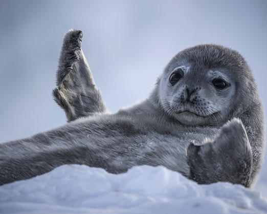 Baby seal pup in the snow.