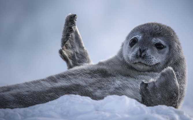 Baby seal pup in the snow.