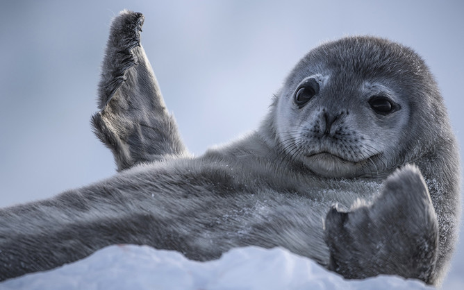 Baby seal pup in the snow.