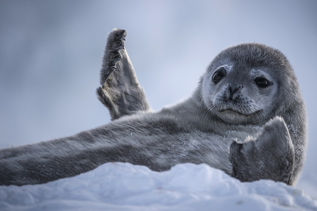 Baby seal pup in the snow.