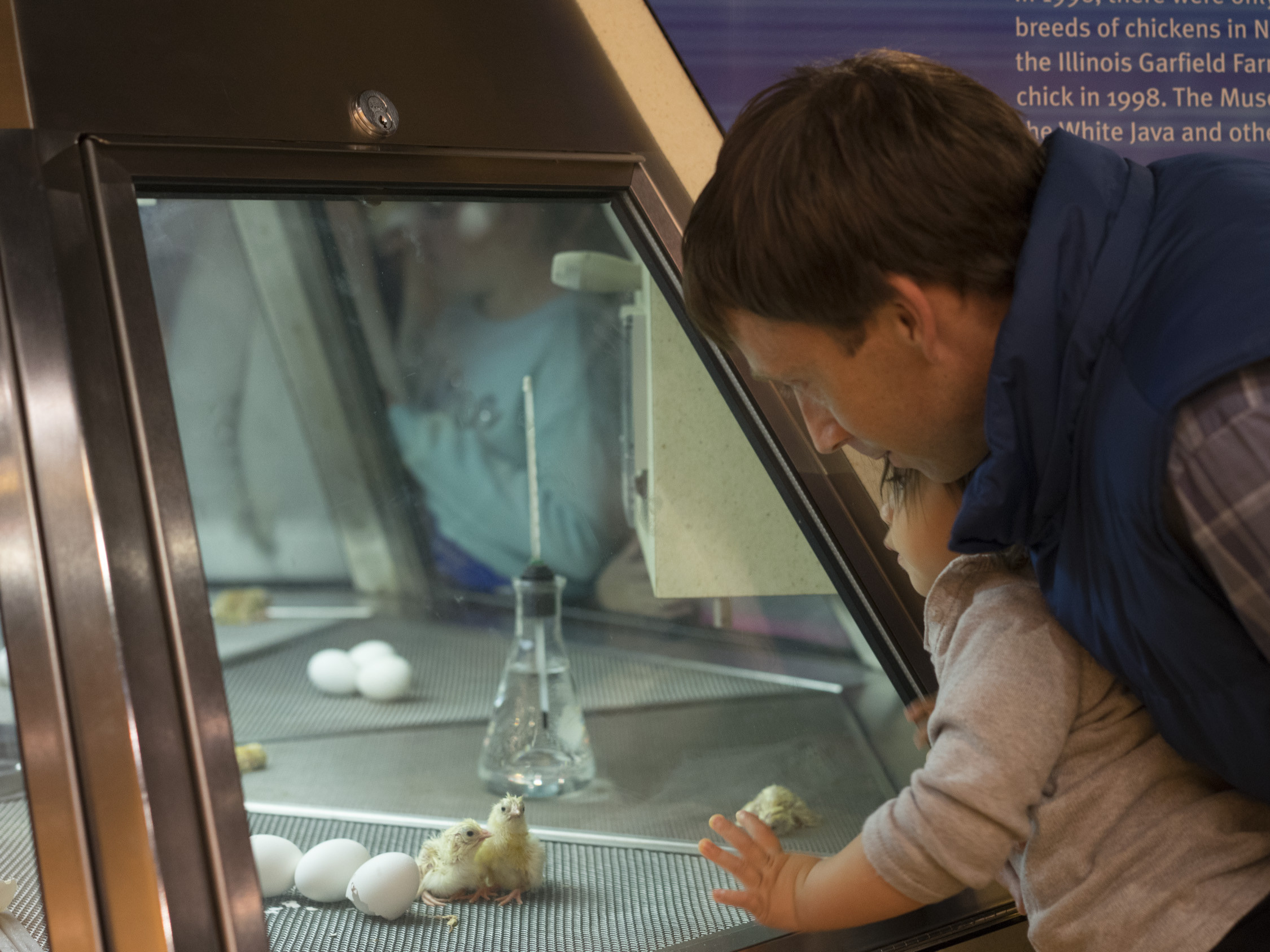 Visitors look at baby chicks hatching from their shell. 