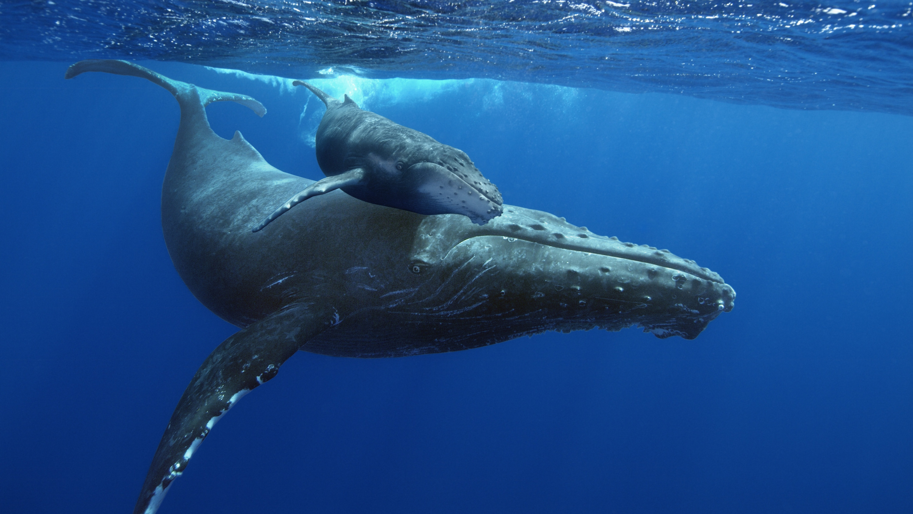 Mom and calf humpback whales underwater