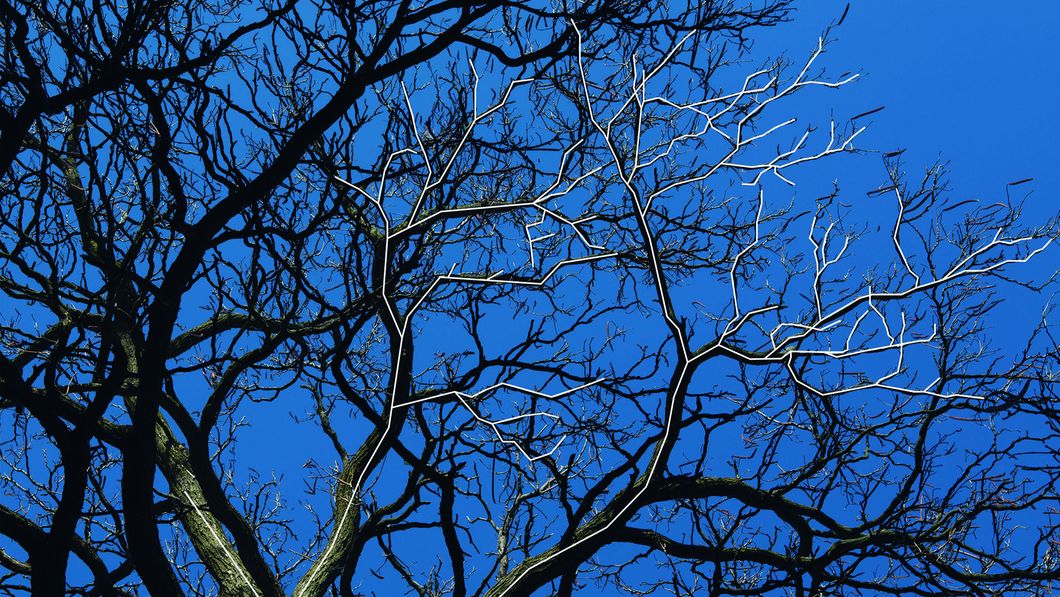 Fractal Branching Griffin Museum of Science and Industry