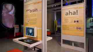 Brain and body survey  Science and Industry Museum