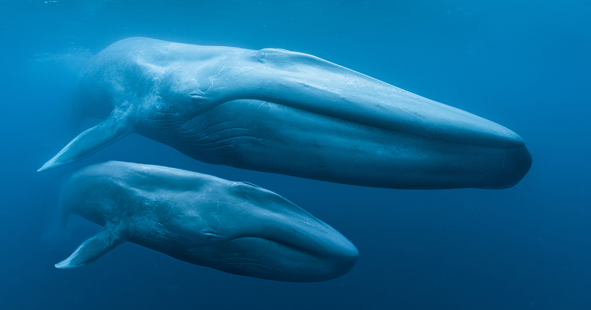 Blue Whales - Griffin Museum Of Science And Industry